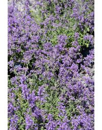Nepeta, Dwarf Hybrid Catmint 'Little Trudy®'