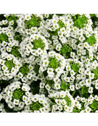Lobularia, Alyssum 'Stream™ White'