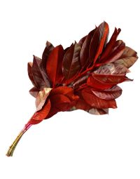 Magnolia Leaves, Dipped 'Red'