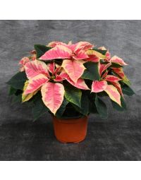 Marble Poinsettia in Bare Pot