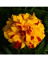 Tagetes, Marigold Endurance™ 'Sunset Gold'
