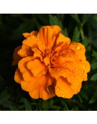 Tagetes, Marigold Endurance™ 'Orange'