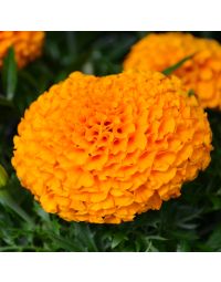 Tagetes, Marigold Antigua™ 'Orange'