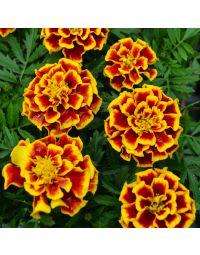 Tagetes, Marigold Durango® 'Bee'