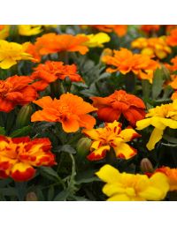 Tagetes, Marigold Durango® Mix