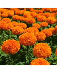 Tagetes, Marigold Marvel™ 'Orange'
