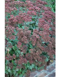 Sedum, Stonecrop 'Matrona'