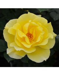 Rosa, Tea Rose 'Midas Touch™'