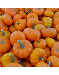 Pumpkins, Mini 'Wee B' (Assorted)