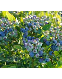 Vaccinium, Blueberry 'Mini Blues'