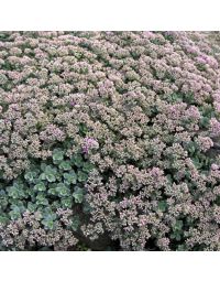 Sedum, Cliff Stonecrop 'Mini Ewersii'