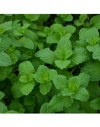 Mentha, Mojito Mint