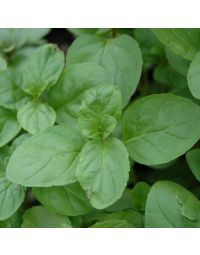 Herb, Mint Orange