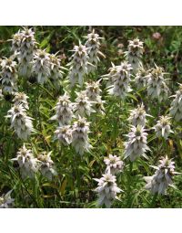 Monarda, Spotted Bee Balm, 6 pack