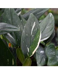 Monstera Standleyana 'Cobra'