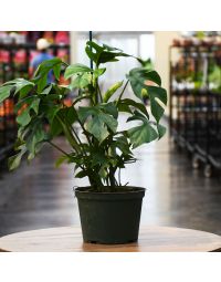 Rhaphidophora, Mini Monstera 'Ginny'