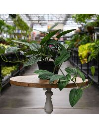 Monstera Karstenianum 'Peru'