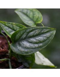 Monstera Siltepecana