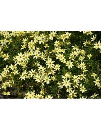 Coreopsis, Threadleaf Tickseed 'Moonbeam'