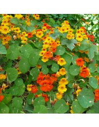 Nasturium, Jewel Mix