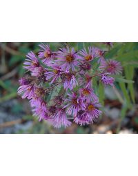 Aster, New England Aster 'Minnesota Native'