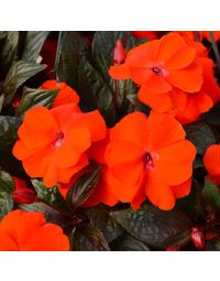 Impatiens, SunPatiens® 'Electric Orange'