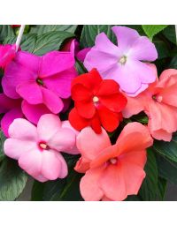 Impatiens, SunPatiens® Mix