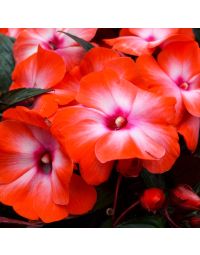 Impatiens, New Guinea 'Orange Ice'