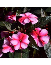 Impatiens, New Guinea 'Sweet Cherry'