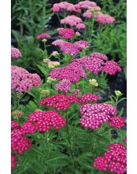 Achillea, Compact Yarrow 'New Vintage™ Violet'