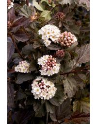 Physocarpus Monlo, Ninebark 'Diabolo®'