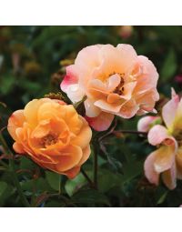 Rosa, Shrub Rose 'Nitty Gritty™ Peach'