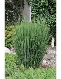 Panicum, Switchgrass 'North Wind'
