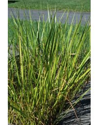 Acorus, American Sweet Flag 'Minnesota Native'