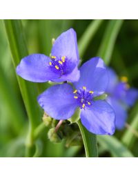 Tradescantia, Ohio Spiderwort 'Minnesota Native'
