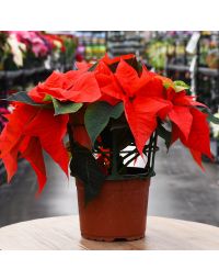 Orange Tidings Poinsettia in Bare Pot