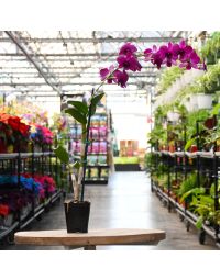 Dendrobium 'Rock Orchids'