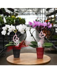Phalaenopsis Amabilis 'Moon Orchid' Heart Shaped