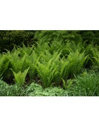 Matteuccia, Ostrich Fern