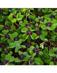 Oxalis Tetraphylla 'Iron Cross'