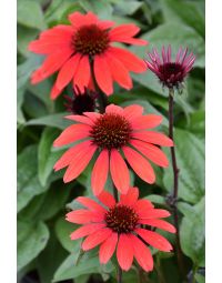 Echinacea, Coneflower Panama™ 'Red'