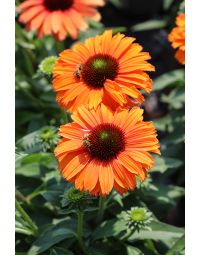 Echinacea, Coneflower 'SunSeekers® Mineola' 