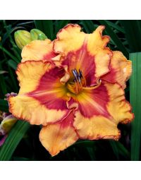 Hemerocallis, Orange Daylily 'Pointed Perfection'