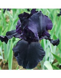 Iris, Bearded 'Blackwater'