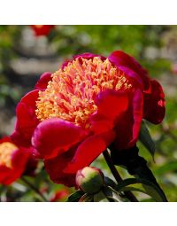 Paeonia, Red Peony 'Sword Dance'