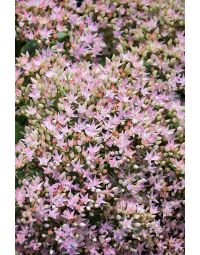 Sedum, Stonecrop, Rock 'N Round™ 'Pure Joy'