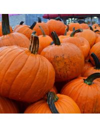 Pumpkins, Perfectly Priced