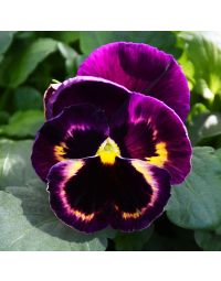 Viola, Pansy Delta™ 'Matrix Sangria'