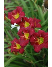 Hemerocallis, Red Daylily 'Pardon Me'