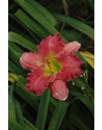 Hemerocallis, Pink Daylily 'Passionate Returns'